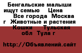 Бенгальские малыши ищут семью) › Цена ­ 5 500 - Все города, Москва г. Животные и растения » Кошки   . Тульская обл.,Тула г.